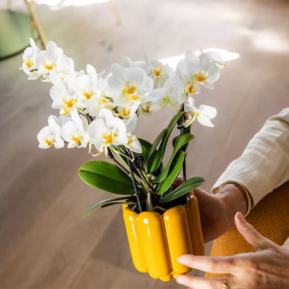 Lot de 2 ou 4 orchidées blanches Phalaenopsis 'Lausanne' - Pot 9 cm