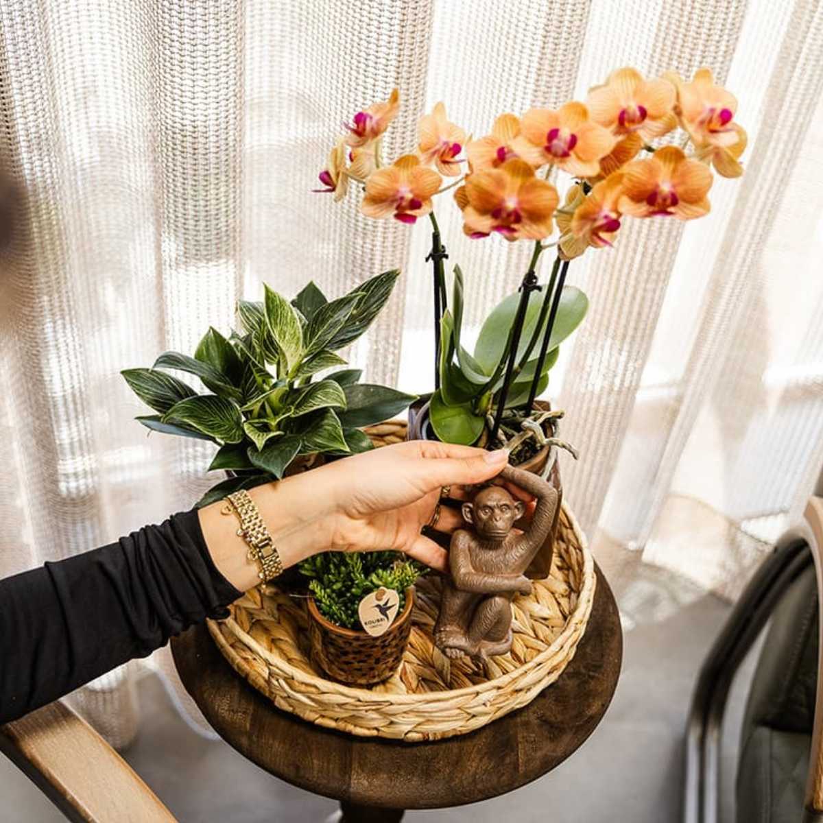 Lot de 2 ou 4 orchidées orange Phalaenopsis 'Jamaica' - Pot 9 cm