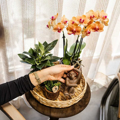 Lot de 2 ou 4 orchidées orange Phalaenopsis 'Jamaica' - Pot 9 cm