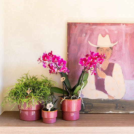 Lot de 2 ou 4 orchidées violettes Phalaenopsis 'Chamonix' - Pot 9 cm