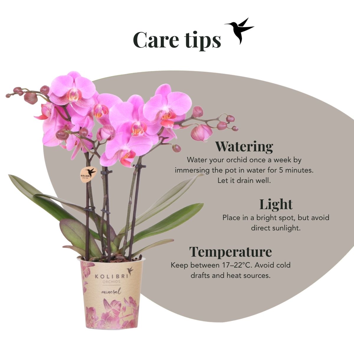 Lot de 2 ou 4 orchidées roses et violettes Phalaenopsis 'Frederikstad' - Pot 9 cm