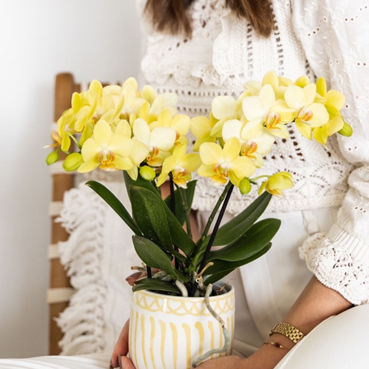 Lot de 2 ou 4 orchidées jaunes Phalaenopsis 'Albenga' - Pot 9 cm