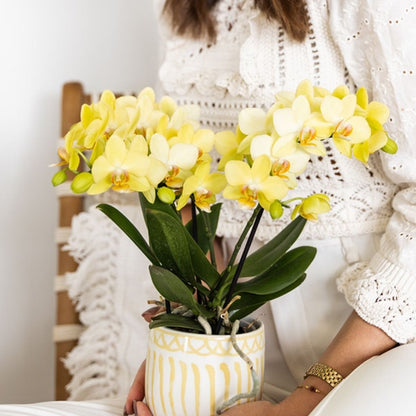 Lot de 2 ou 4 orchidées jaunes Phalaenopsis 'Albenga' - Pot 9 cm
