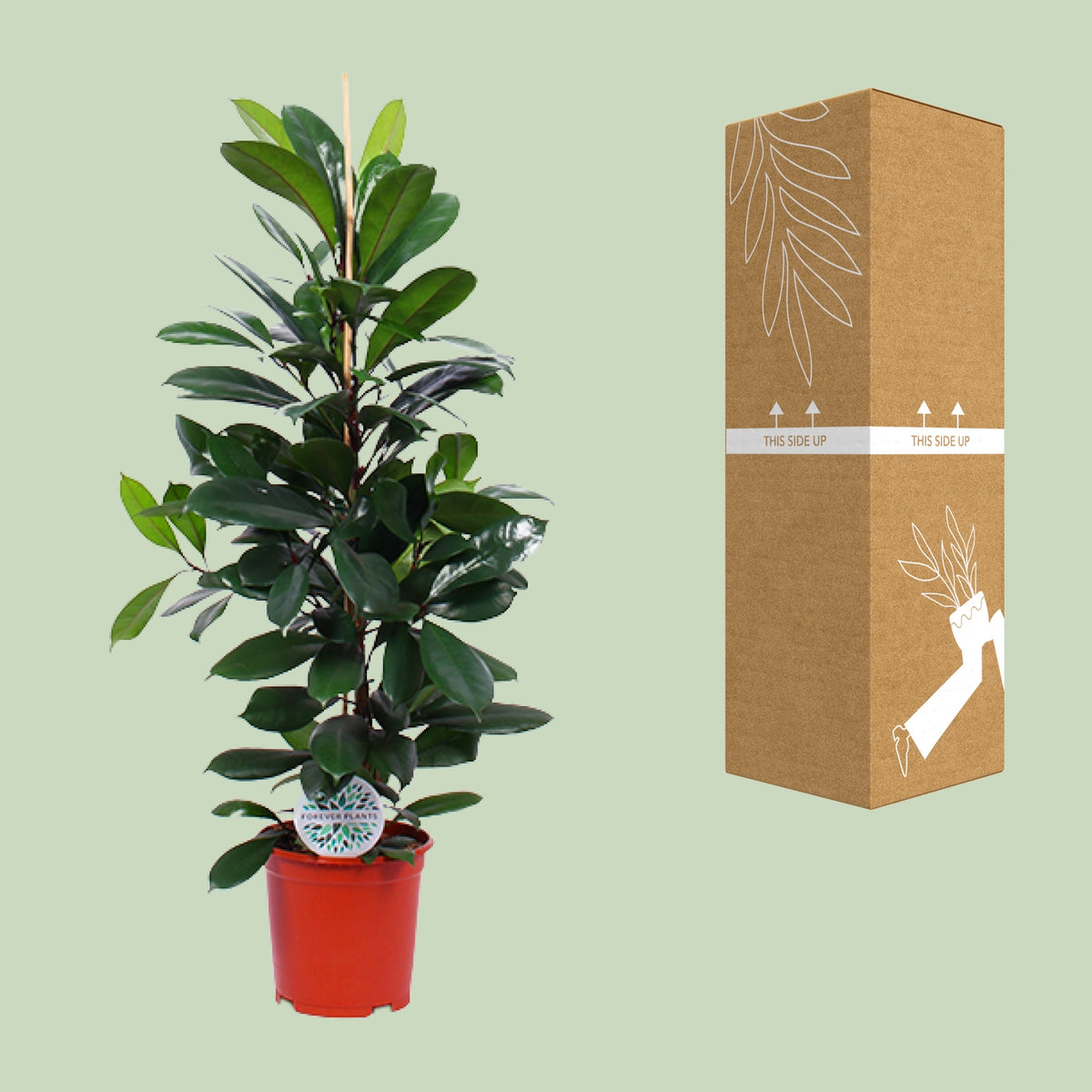 Ficus cyathistipula à côté de son carton de livraison renforcé, expédié par notre producteur partenaire