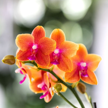 Lot de 2 ou 4 orchidées orange parfumées Phalaenopsis 'Bolgheri' - Pot 9 cm