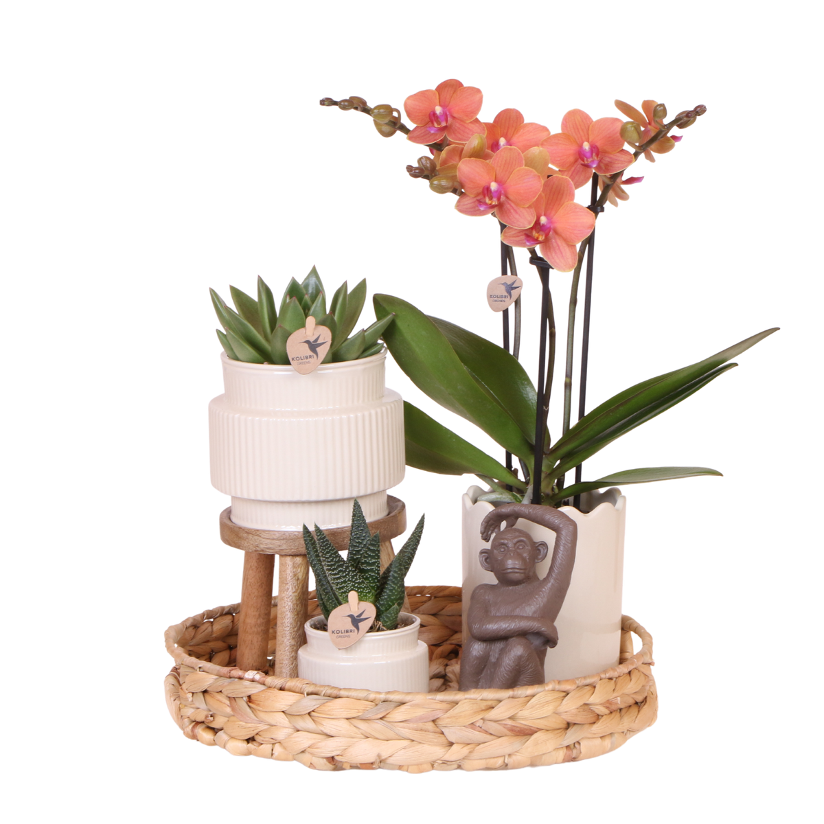 Coffret cadeau orchidée et 2 succulentes en cache-pots nervurés, tabouret et plateau tressé - Pot 9 cm
