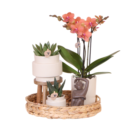Coffret cadeau orchidée et 2 succulentes en cache-pots nervurés, tabouret et plateau tressé - Pot 9 cm