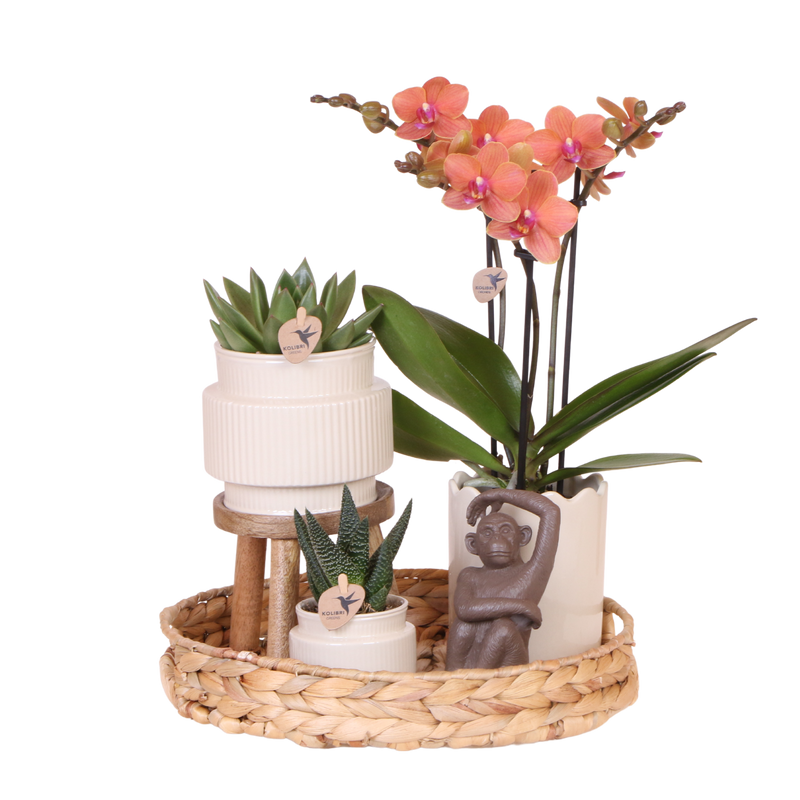 Coffret cadeau orchidée et 2 succulentes en cache-pots nervurés, tabouret et plateau tressé - Pot 9 cm