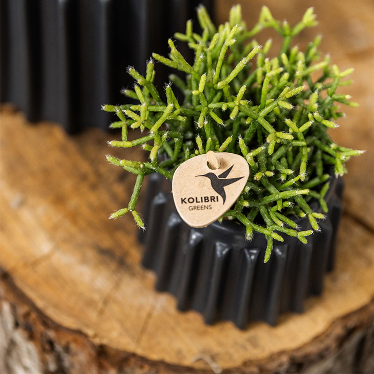 Coffret cadeau orchidée rouge et succulentes en cache-pots noirs - Pot 9 cm
