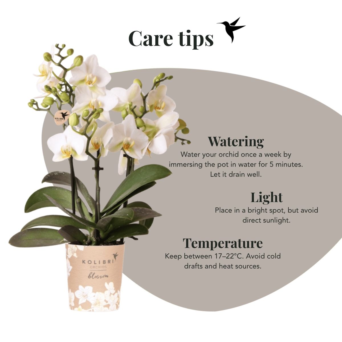 Lot de 2 ou 4 orchidées blanches Phalaenopsis 'Lausanne' - Pot 9 cm