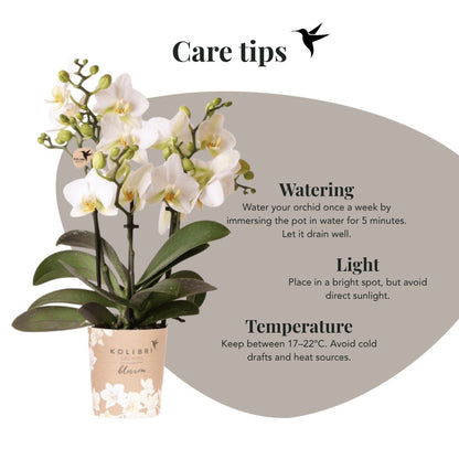Lot de 2 ou 4 orchidées blanches Phalaenopsis 'Lausanne' - Pot 9 cm