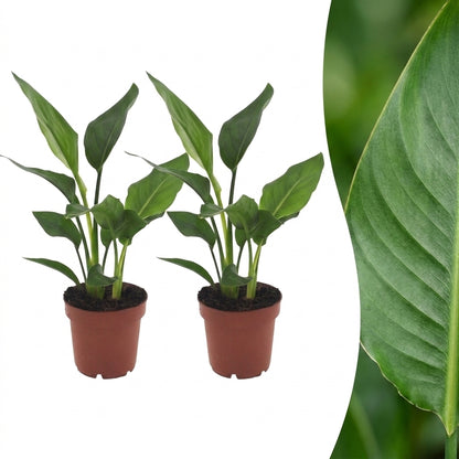 Deux jeunes plants de Strelitzia Reginea en pot brun sur fond blanc, avec un gros plan du feuillage vert d'une feuille d'Oiseau de paradis