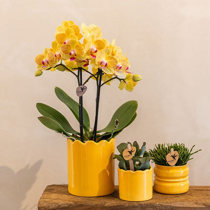 Lot de 2 ou 4 orchidées jaunes Phalaenopsis 'Lima' - Pot 9 cm