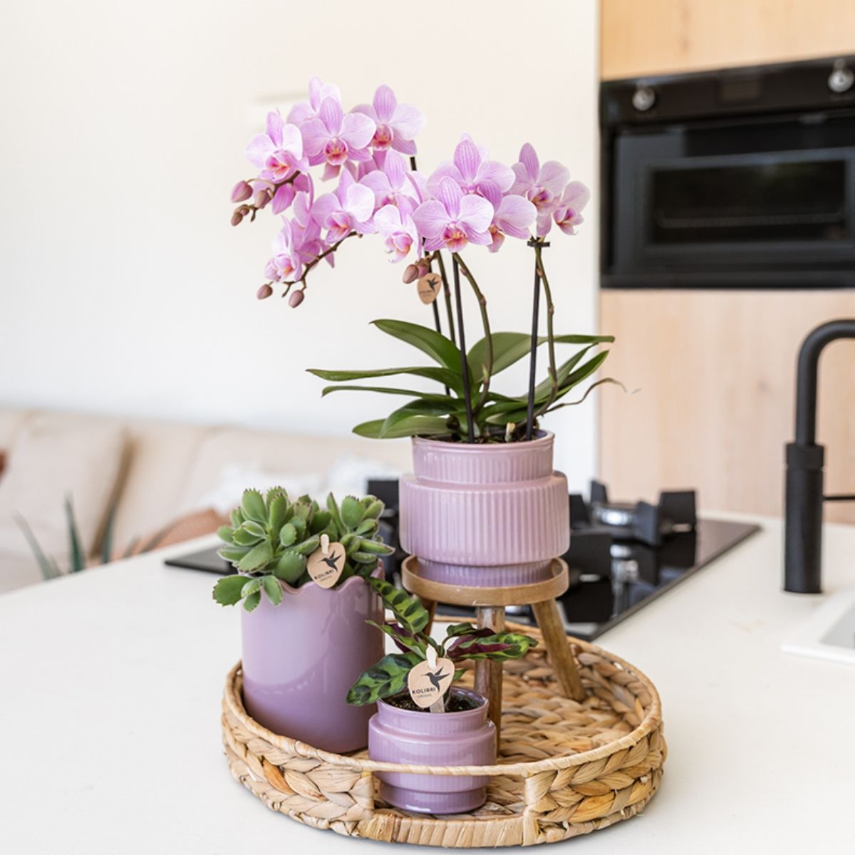 Lot de 2 ou 4 orchidées roses Phalaenopsis 'Chamberry' - Pot 9 cm