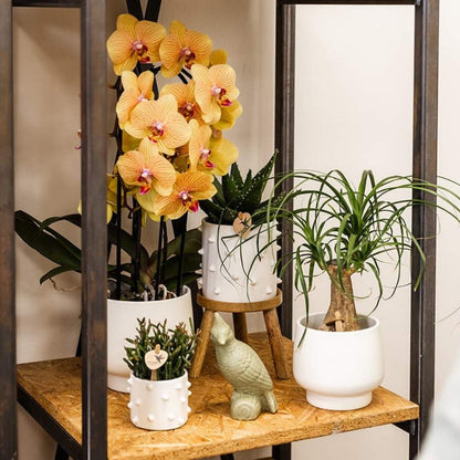 Lot de 2 ou 4 orchidées orange et roses Phalaenopsis 'Sunny Bunny' - Pot 12 cm