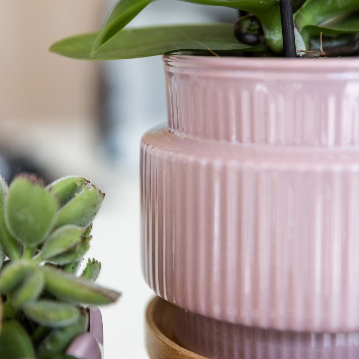 Coffret cadeau orchidée et succulente en cache-pots nervurés - Pot 9 cm