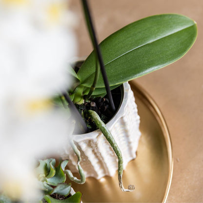Coffret cadeau orchidée blanche au cœur rouge et succulentes en cache-pots nacrés - Pot 9 cm