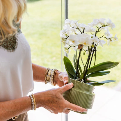 Lot de 2 ou 4 orchidées blanches Phalaenopsis 'Zurich' - Pot 9 cm