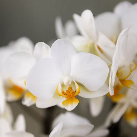 Lot de 2 ou 4 orchidées blanches Phalaenopsis 'Lausanne' - Pot 9 cm