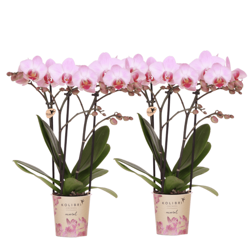 Lot de 2 ou 4 orchidées roses Phalaenopsis 'Antwerpen' - Pot 9 cm