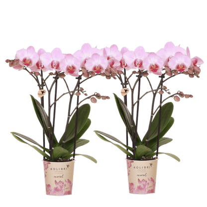 Lot de 2 ou 4 orchidées roses Phalaenopsis 'Antwerpen' - Pot 9 cm