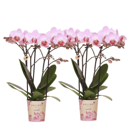 Lot de 2 ou 4 orchidées roses Phalaenopsis 'Antwerpen' - Pot 9 cm