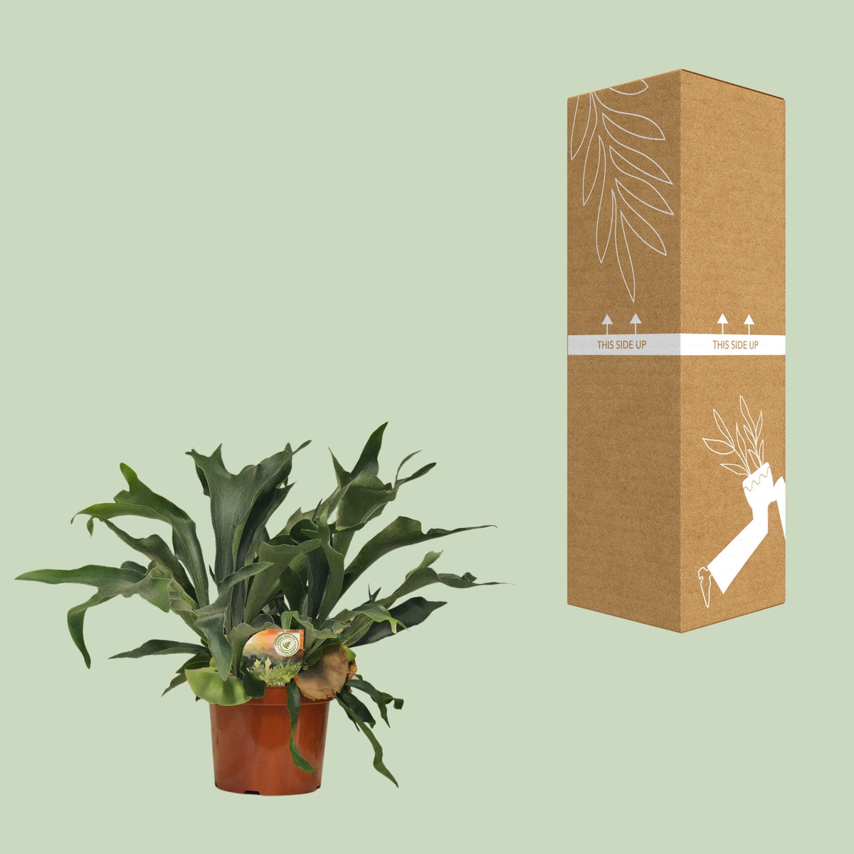 Platycerium bifurcatum à côté de son carton de livraison renforcé, expédié par notre producteur partenaire