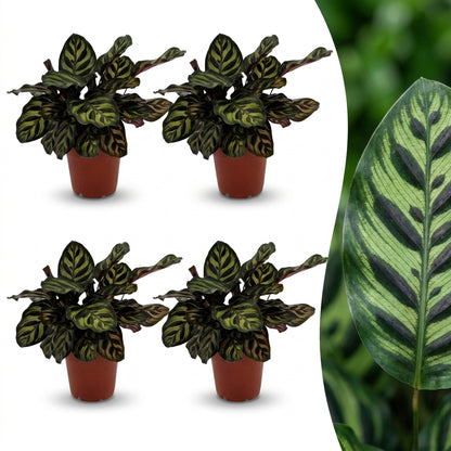 Quatre Calathea Makoyana, plantes Paon aux feuilles vert foncé et motifs vert clair, présentées dans des pots de 12cm, avec un gros plan