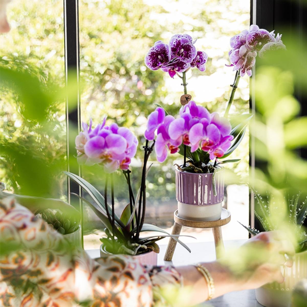 Lot de 2 ou 4 orchidées roses et violettes Phalaenopsis 'Frederikstad' - Pot 9 cm