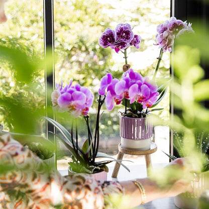 Lot de 2 ou 4 orchidées roses et violettes Phalaenopsis 'Frederikstad' - Pot 9 cm