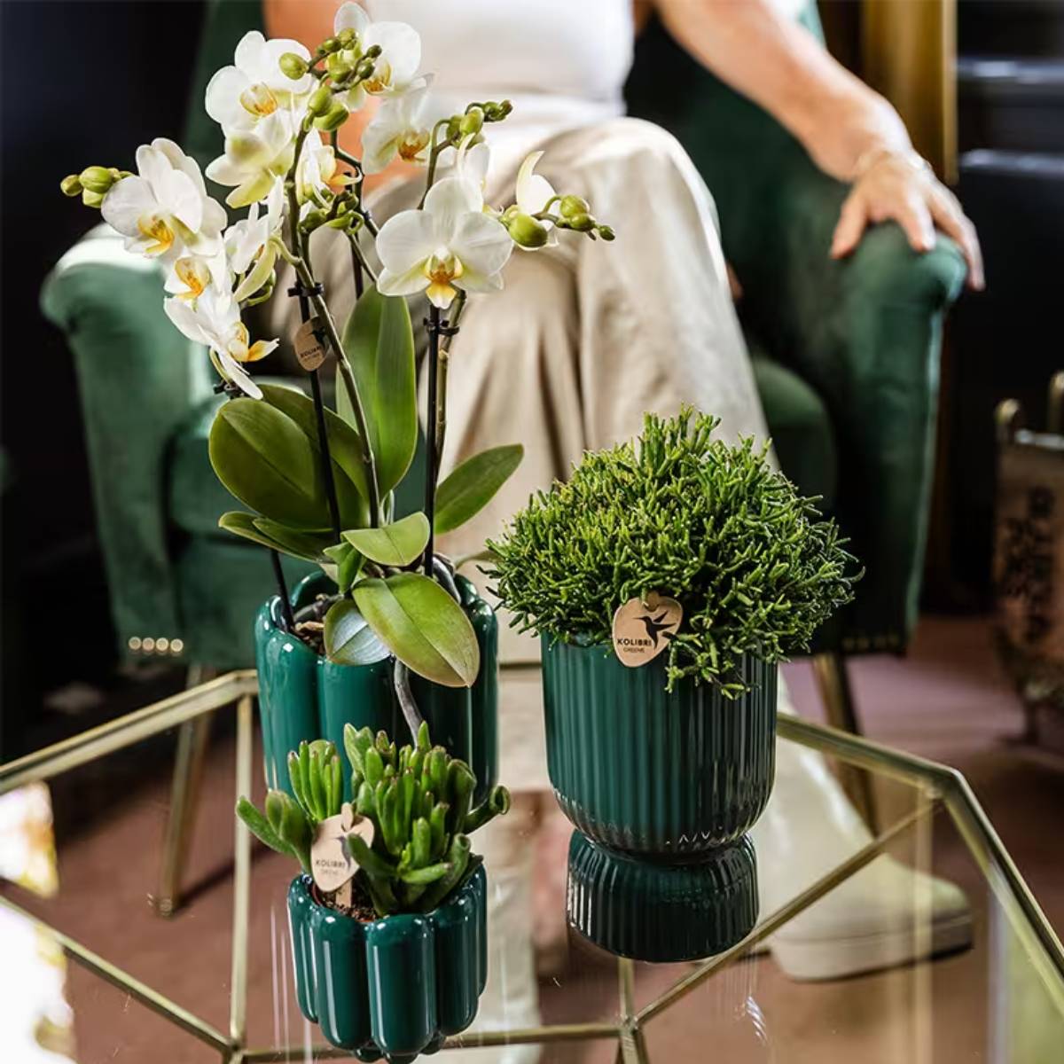 Lot de 2 ou 4 orchidées blanches Phalaenopsis 'Lausanne' - Pot 12 cm