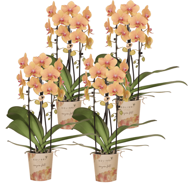 Lot de 2 ou 4 orchidées orange et roses Phalaenopsis 'Sunny Bunny' - Pot 12 cm