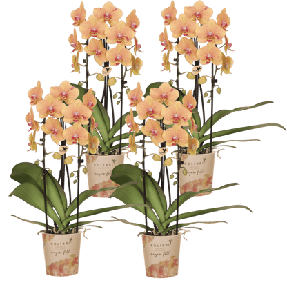 Lot de 2 ou 4 orchidées orange et roses Phalaenopsis 'Sunny Bunny' - Pot 12 cm