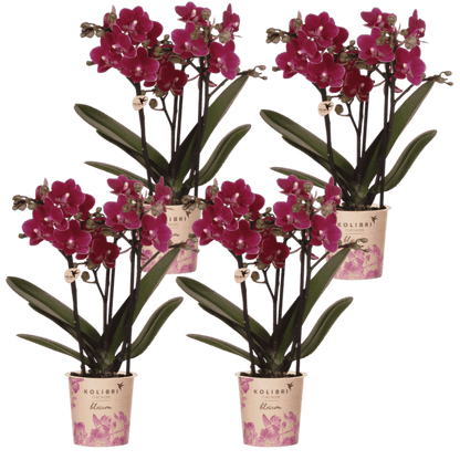Lot de 2 ou 4 orchidées violettes Phalaenopsis 'Chamonix' - Pot 9 cm