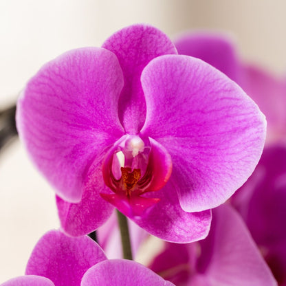 Lot de 2 ou 4 orchidées violettes Phalaenopsis 'Free Ride' - Pot 12 cm
