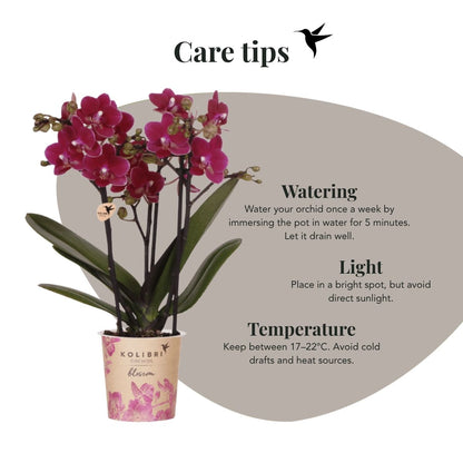 Lot de 2 ou 4 orchidées violettes Phalaenopsis 'Chamonix' - Pot 9 cm