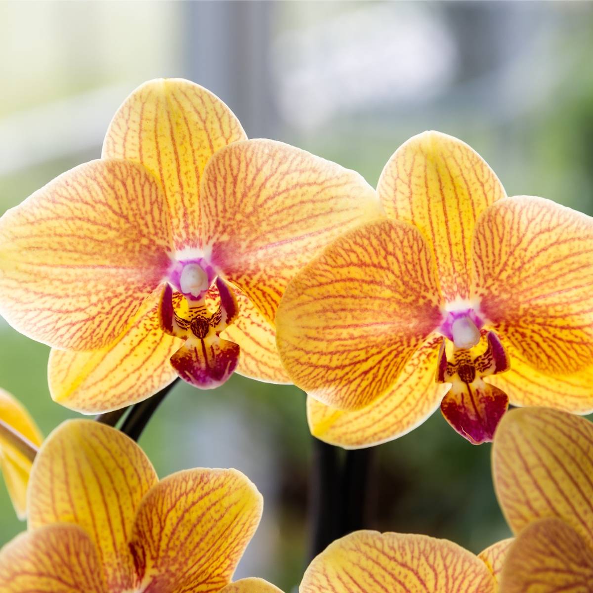 Lot de 2 ou 4 orchidées orange et roses Phalaenopsis 'Sunny Bunny' - Pot 12 cm