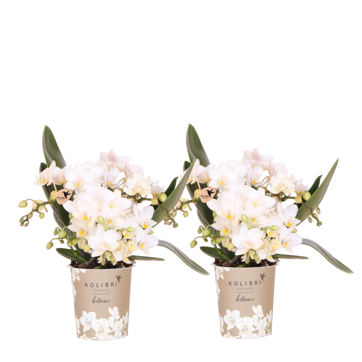 Lot de 2 ou 4 orchidées blanches Phalaenopsis 'Nazaré' - Pot 9 cm