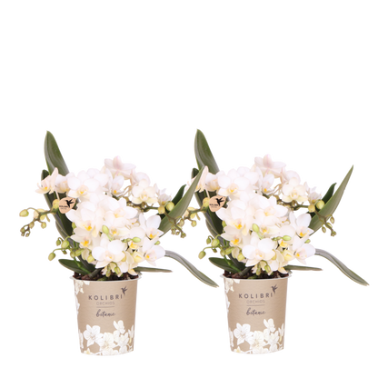 Lot de 2 ou 4 orchidées blanches Phalaenopsis 'Nazaré' - Pot 9 cm
