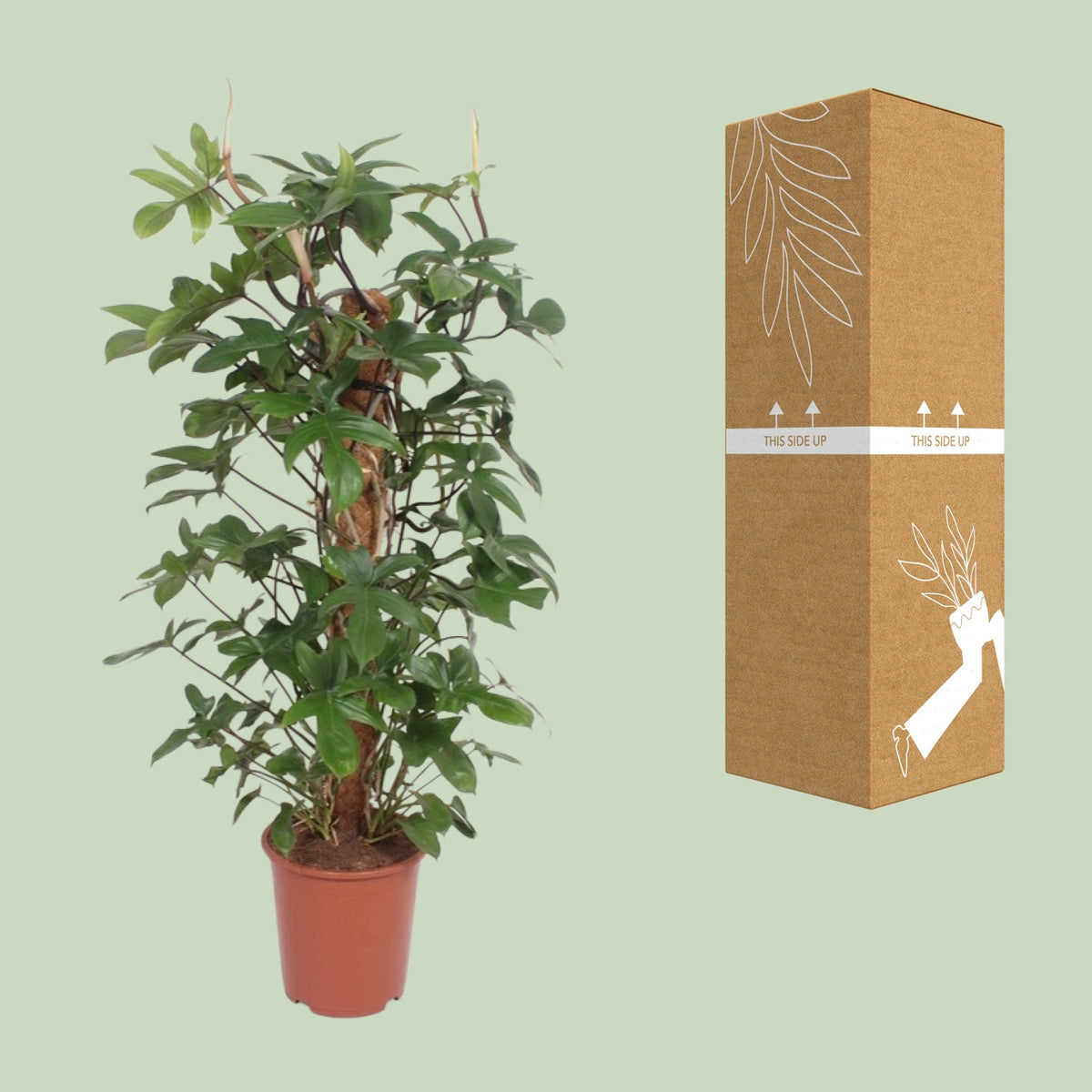 Philodendron pedatum à côté de son carton de livraison renforcé, expédié par notre producteur partenaire