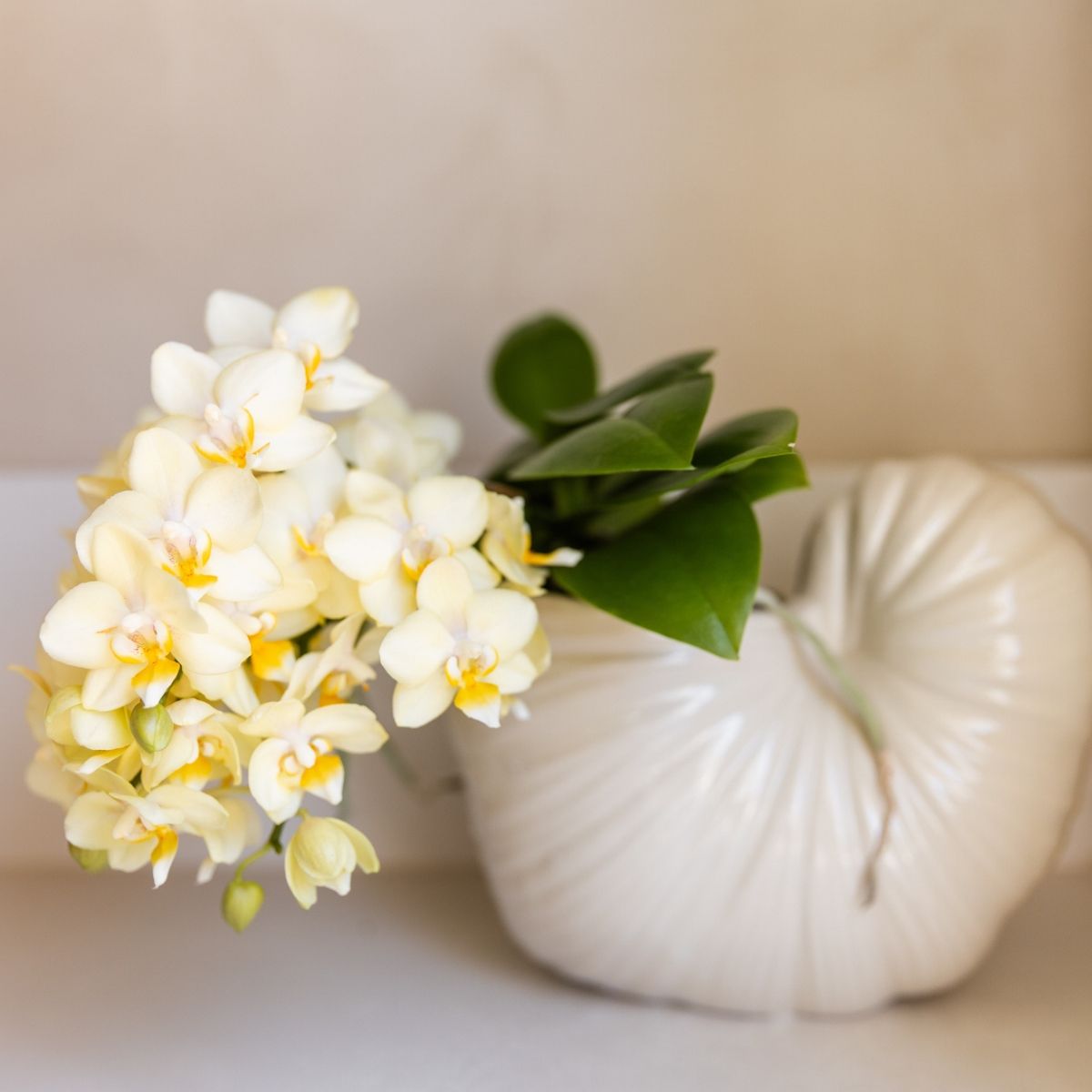 Lot de 2 ou 4 orchidées jaunes Phalaenopsis 'Botanic' - Pot 9 cm