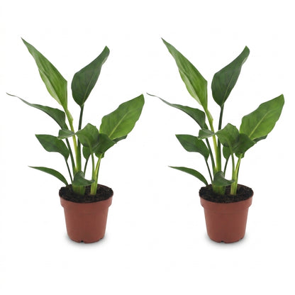 Deux jeunes plants de Strelitzia Reginae, ou oiseau de paradis, avec un feuillage vert luxuriant dans des pots de culture marron, sur un