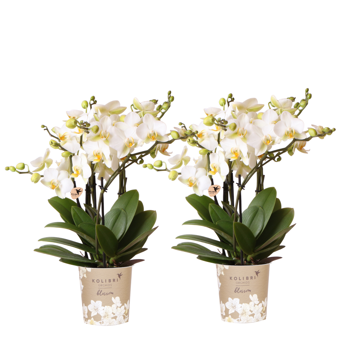 Lot de 2 ou 4 orchidées blanches Phalaenopsis 'Lausanne' - Pot 12 cm