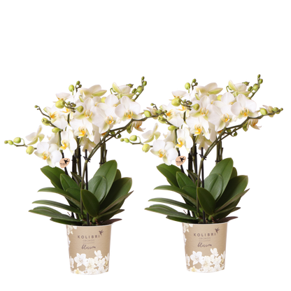 Lot de 2 ou 4 orchidées blanches Phalaenopsis 'Lausanne' - Pot 12 cm