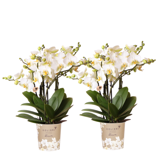 Lot de 2 ou 4 orchidées blanches Phalaenopsis 'Lausanne' - Pot 12 cm