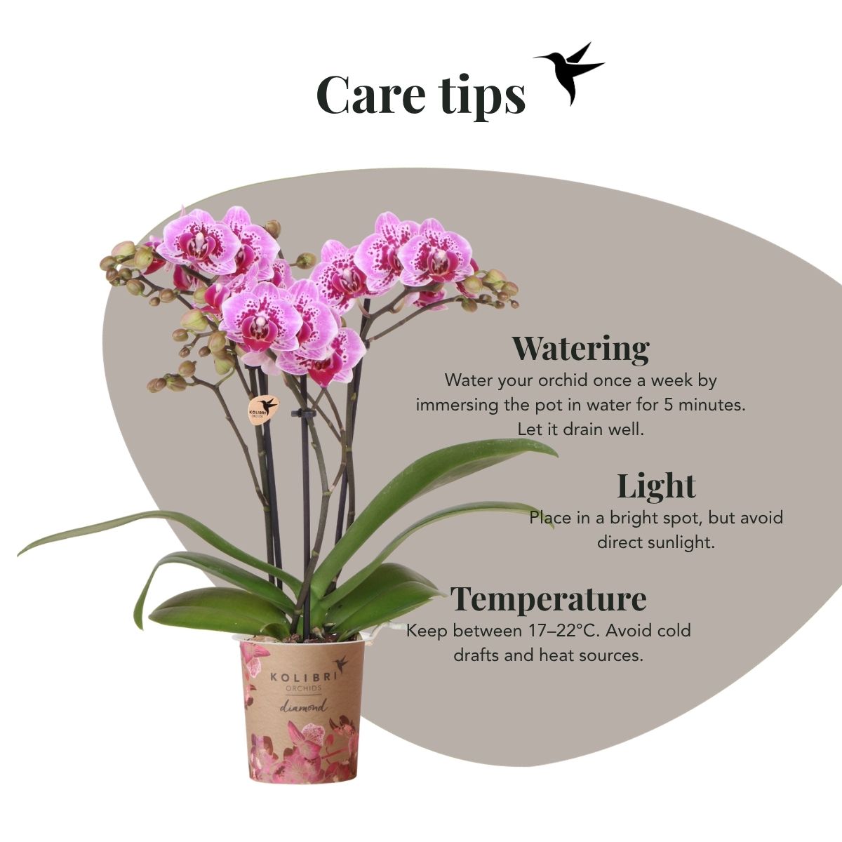 Lot de 2 ou 4 orchidées roses et violettes Phalaenopsis 'El Salvador' - Pot 9 cm