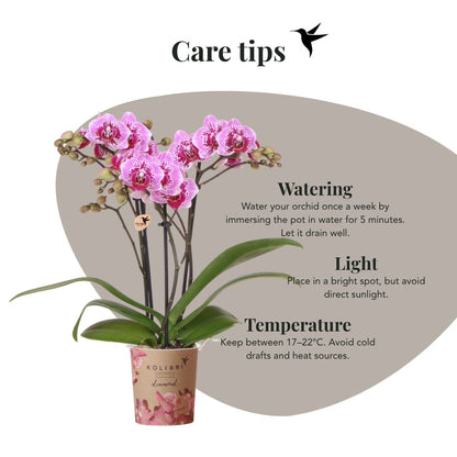 Lot de 2 ou 4 orchidées roses et violettes Phalaenopsis 'El Salvador' - Pot 9 cm