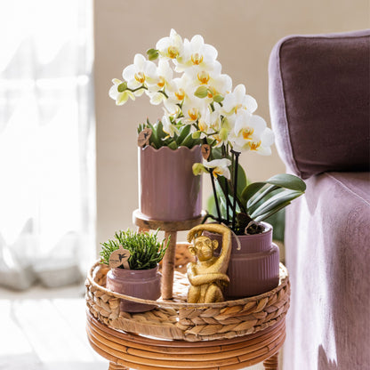 Coffret cadeau orchidée et 2 succulentes en cache-pots nervurés, tabouret et plateau tressé - Pot 9 cm