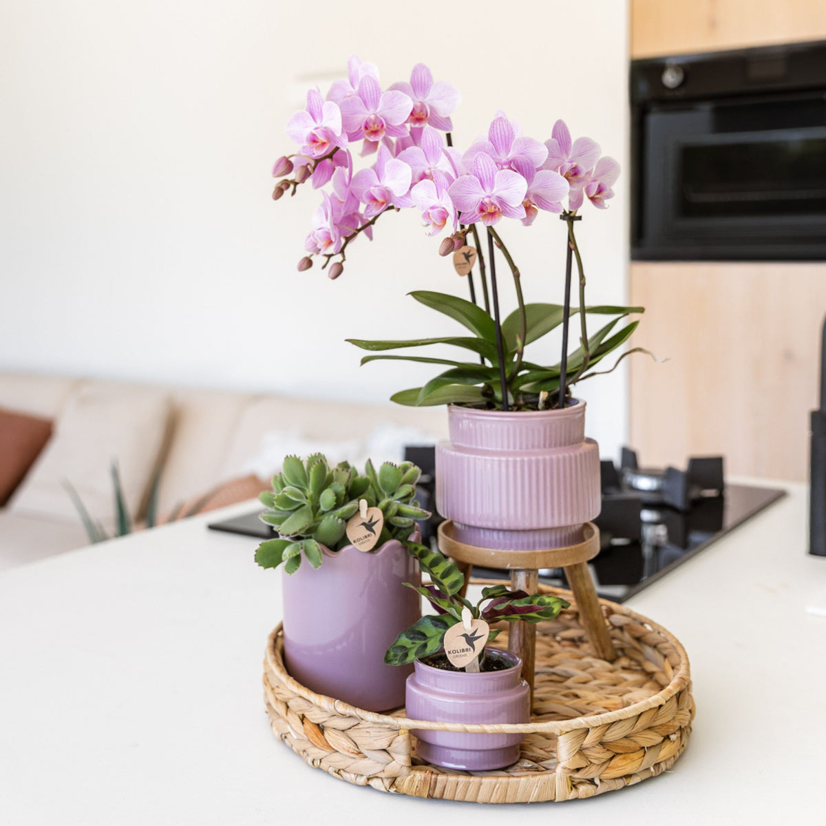 Coffret cadeau orchidée et 2 succulentes en cache-pots nervurés, tabouret et plateau tressé - Pot 9 cm