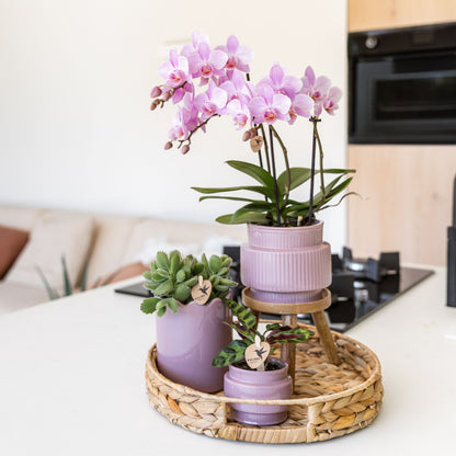 Coffret cadeau orchidée et 2 succulentes en cache-pots nervurés, tabouret et plateau tressé - Pot 9 cm
